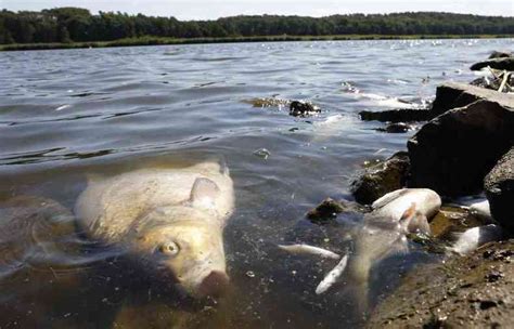 魚死掉埋葬